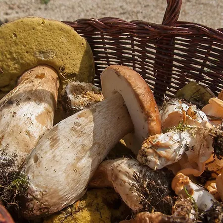 Maison Naturaly 別荘