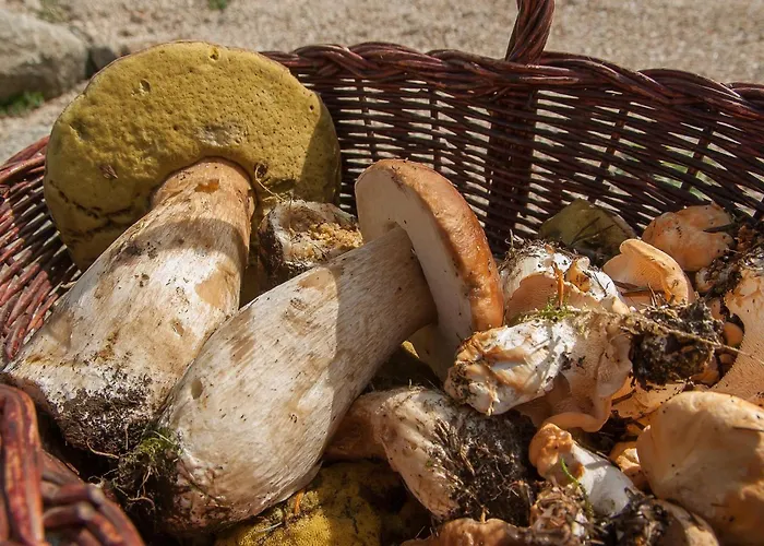 Maison Naturaly 펜션